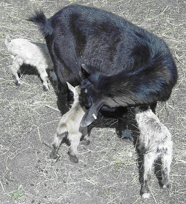 twobabygoat.jpg